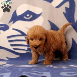 Urvan, Mini Goldendoodle Puppy
